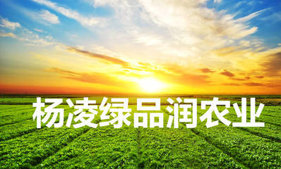 鹽堿地治理與土壤修復的先行者 楊凌綠品潤的科技實踐與使命